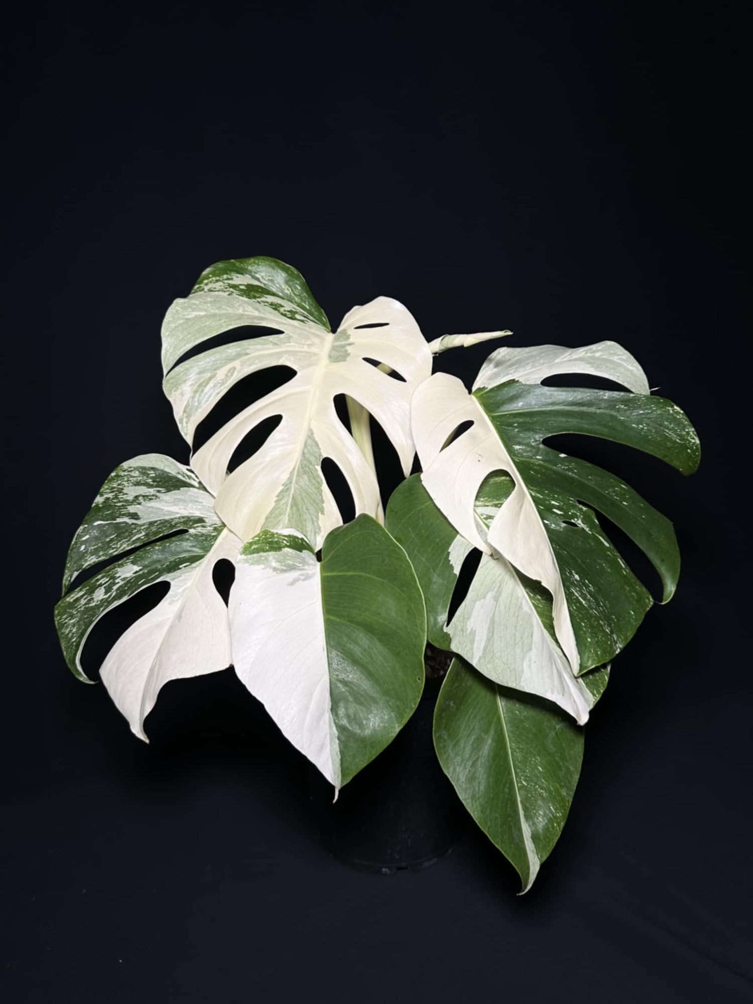 Monstera