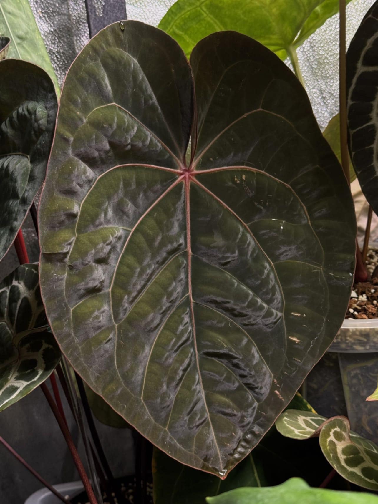 Anthurium