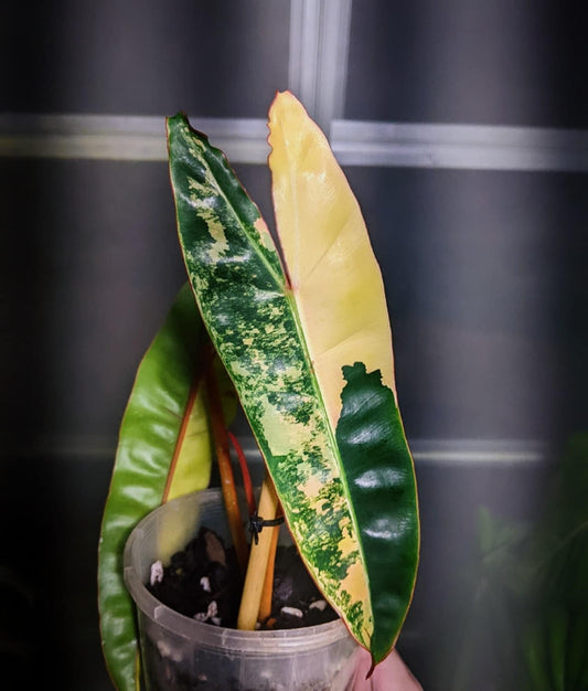 Philodendron Billietiae Variegated