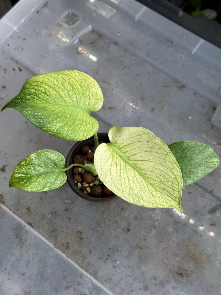 Rare Plant Combo - [Monstera Deliciosa Mint and Philodendron Caramel Marble Var.]