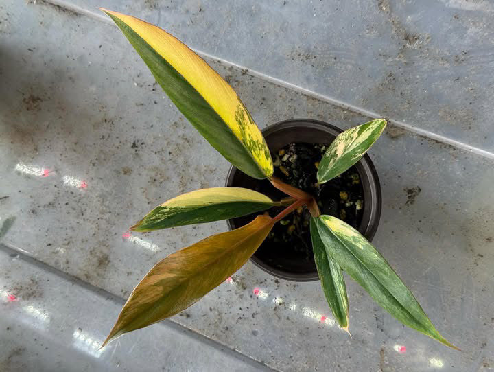 Rare Plant Combo - [Monstera Deliciosa Mint and Philodendron Caramel Marble Var.]