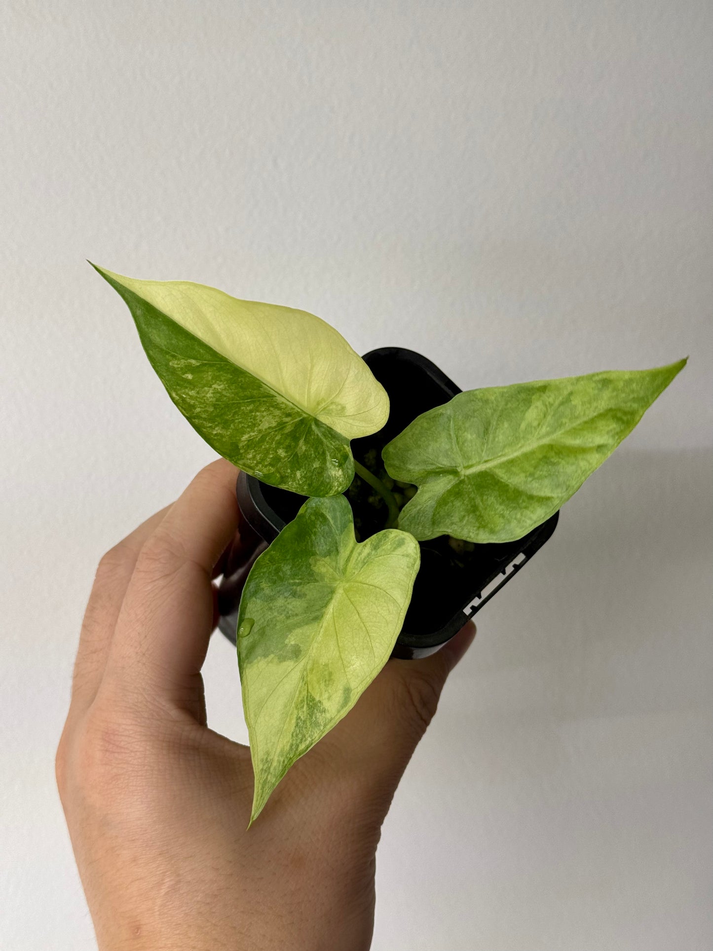 Alocasia Gageana Variegata Aurea