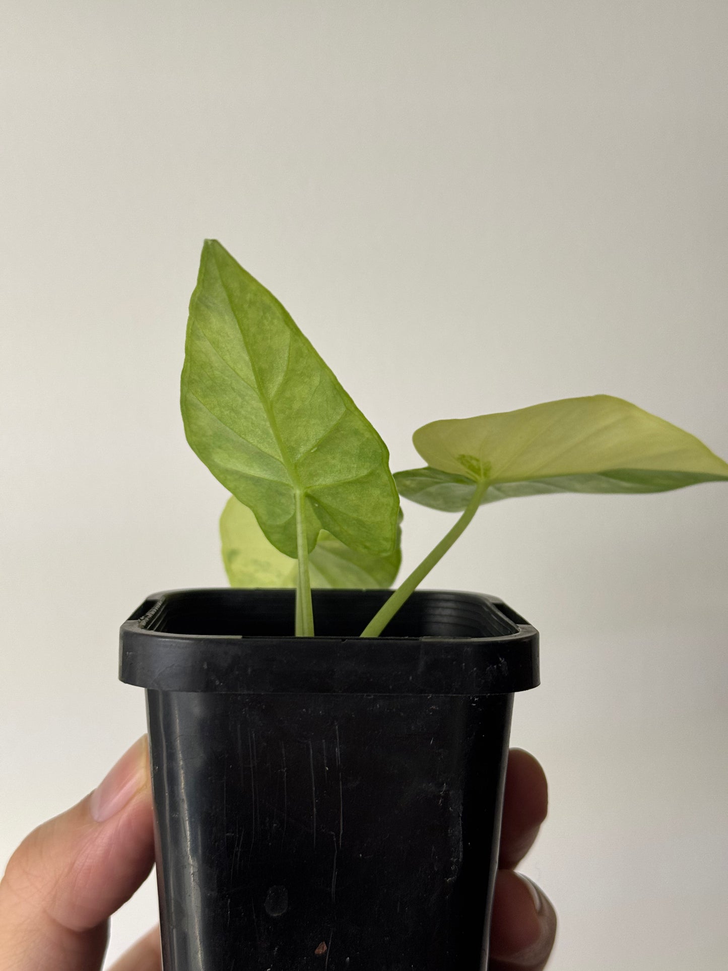 Alocasia Gageana Variegata Aurea