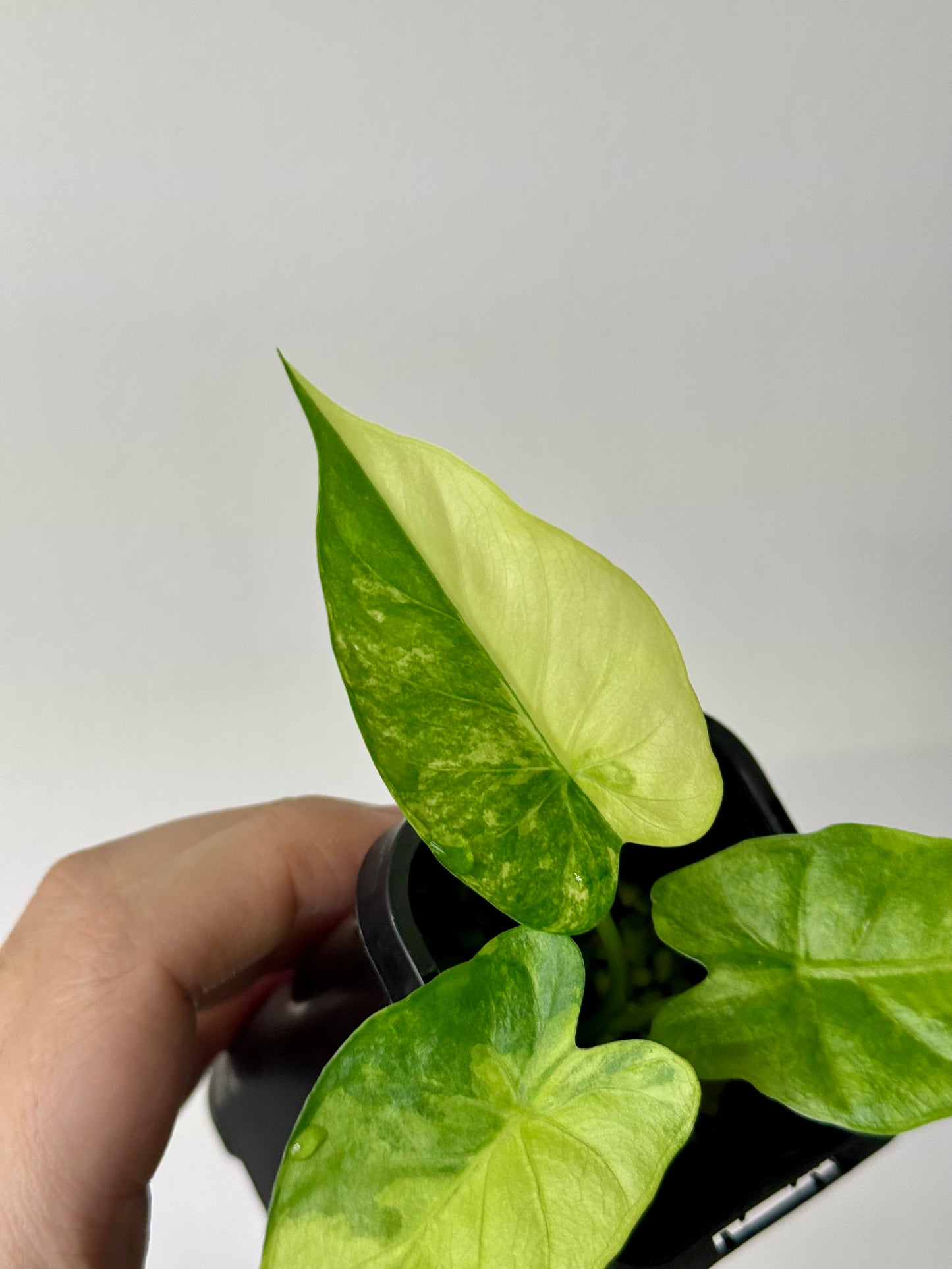 Alocasia Gageana Variegata Aurea