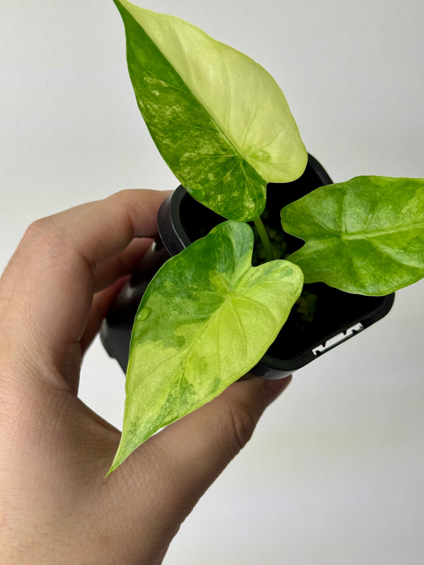 Alocasia Gageana Variegata Aurea