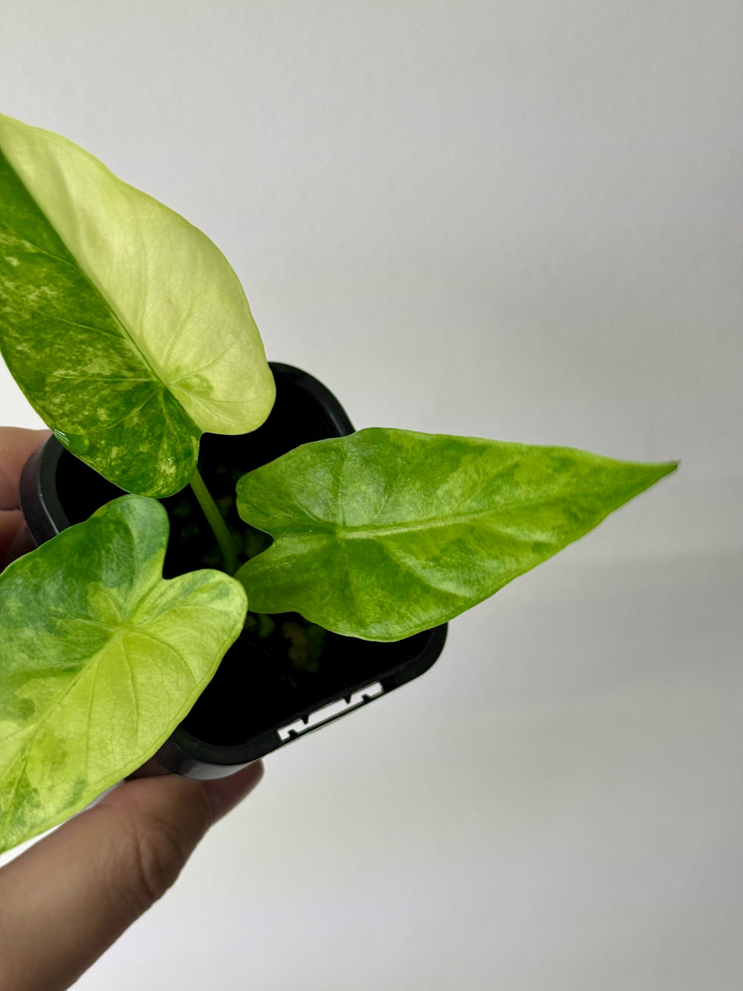 Alocasia Gageana Variegata Aurea