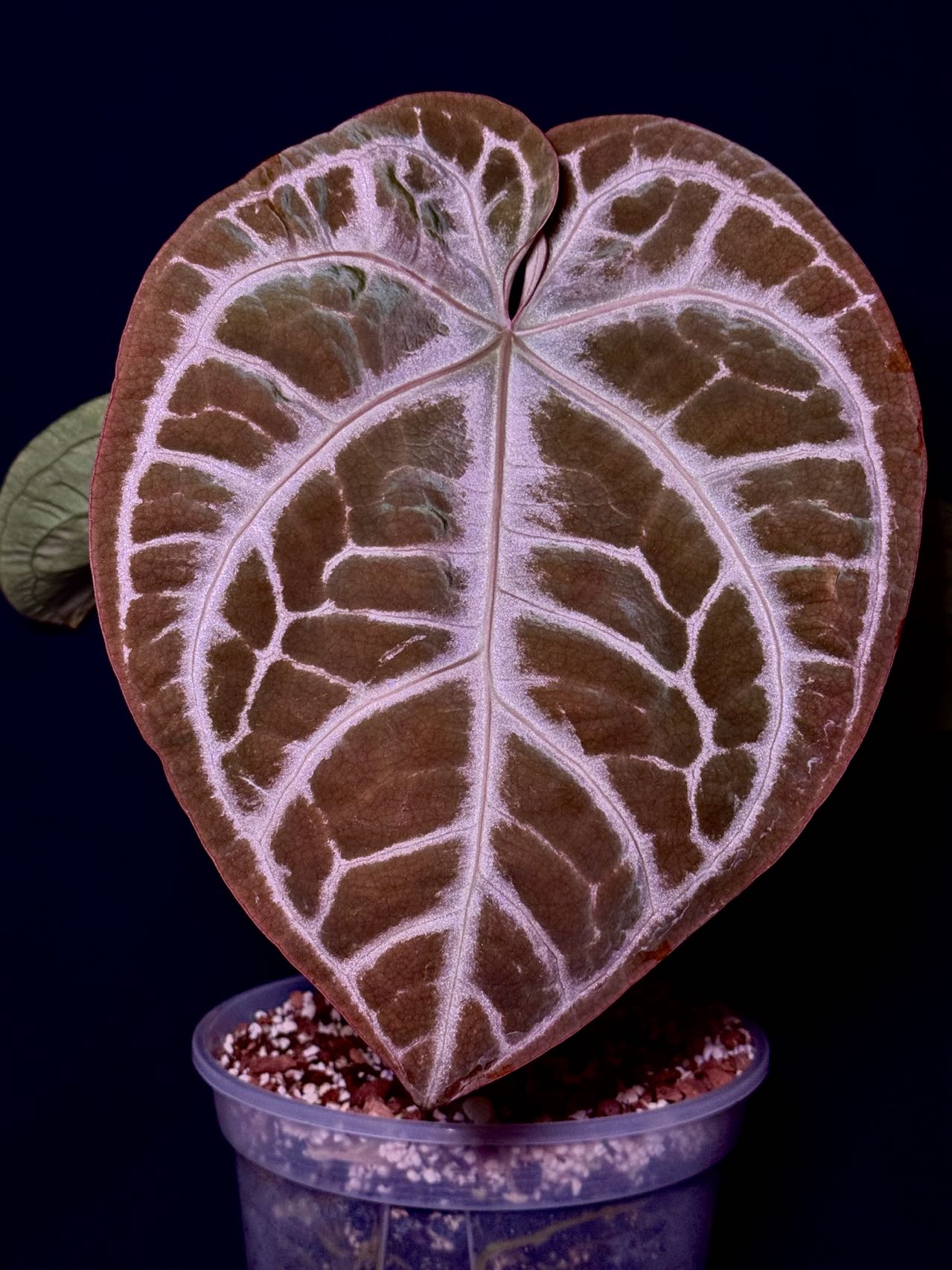 Anthurium Red Sprite - Seeds